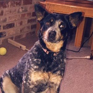 Meet your Posher, Isabel